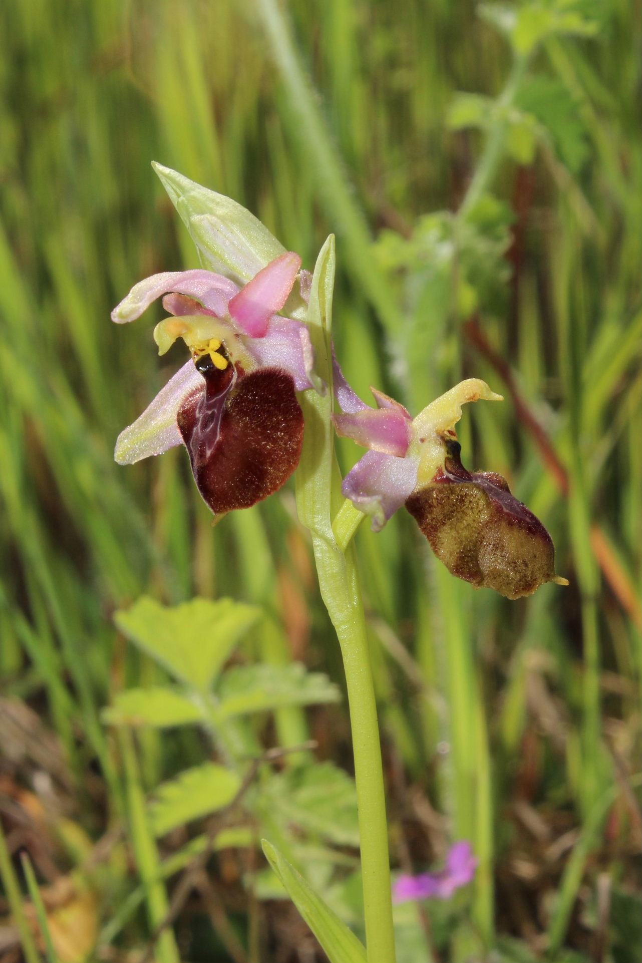 Per Orchidee lungo la piana del fiume Magra (SP)